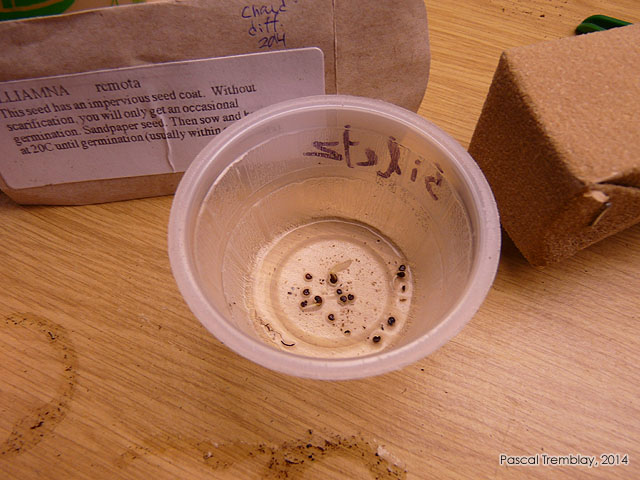 Scarification et germination des graines - Scarification et germination des semences