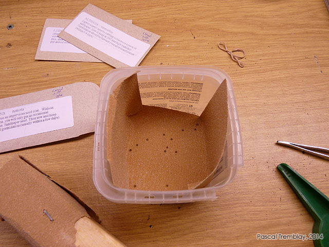 Germination des graines - Germination des semences - Prétraitement des graines