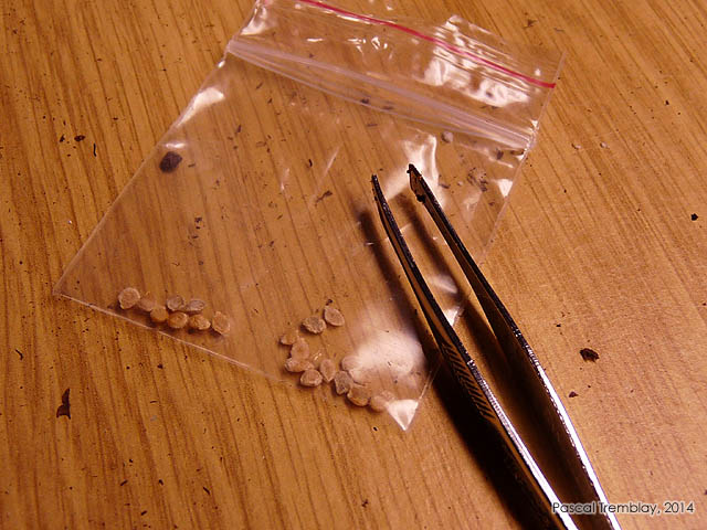 Semences de tomates - Culture de la tomate - Faire semis tomates