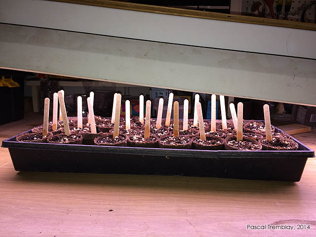 Achat semences tomates - Vari�t�s de tomates - Tomates anciennes