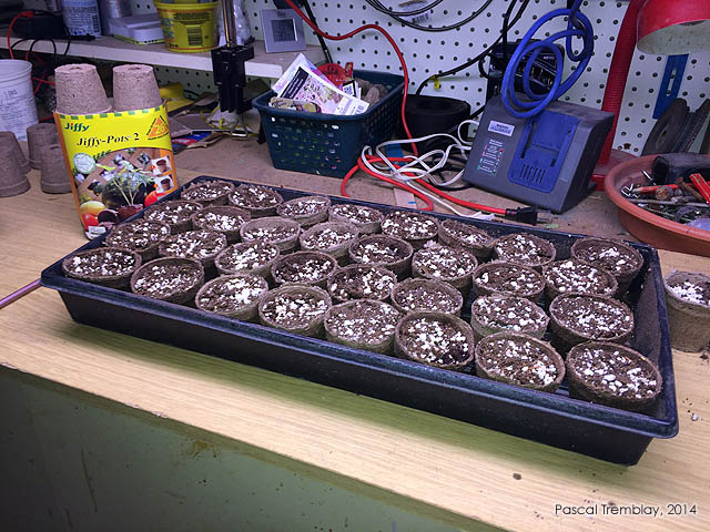 Semis de tomates - Planter graines de tomates - Tomates anciennes - Mat�riel semis tomate