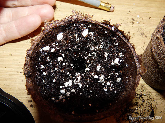 Semer plants de tomates - Semences de tomates - Achat de semences de tomates