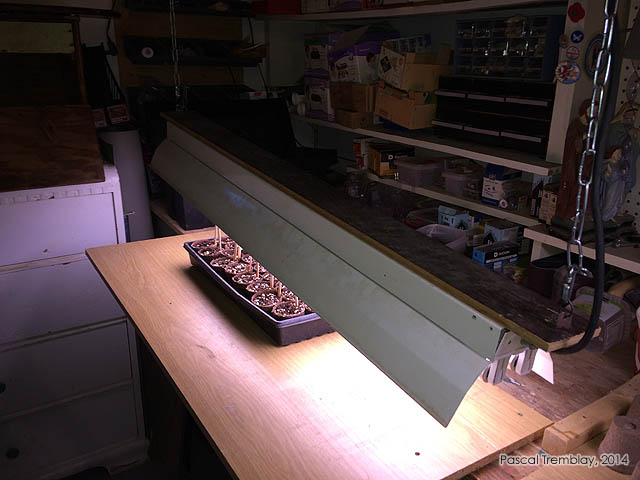 Lampe de culture sur chaines ajustables - Semis int�rieur des tomates