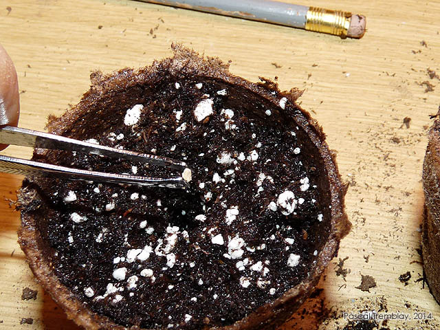 Tomate - Faire les semis de tomates - Culture sous lampes des plants de tomates