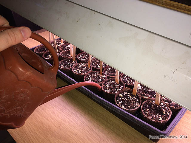 Partir ses plants de tomates � l'int�rieur - Faire les semis de plants de tomates