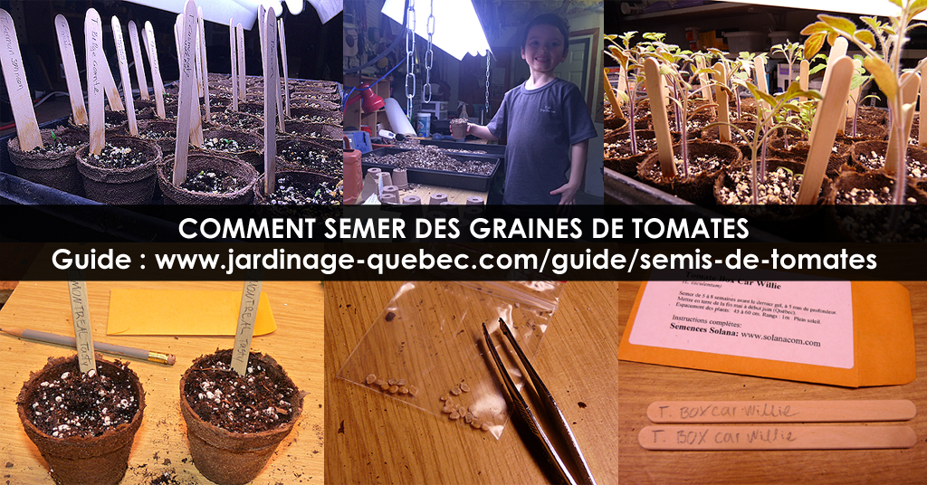 Semer des tomates