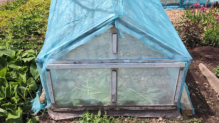 Installation de tunnesl en filets anti-insectes pour protéger les oignons de la teigne