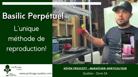 Faire des boutures de basilic perpétuel et idée de dôme