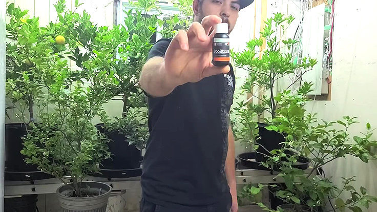 Boobloom Fred T. Lizer