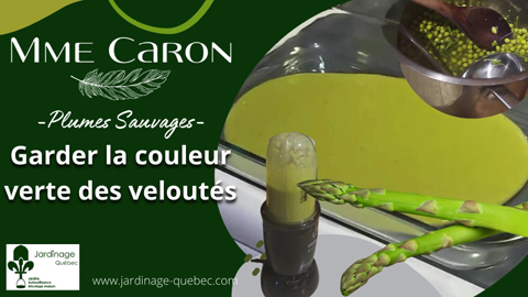 Comment garder la couleur verte des veloutés verts