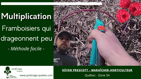 Multiplier les plants de framboisiers qui drageonnent peu