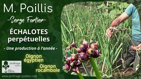 Oignon Perpétuel ou Oignon Égyptien ou Oignon rocambole - Des échalotes perpétuelles