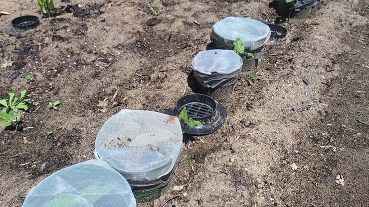 Pots recouverts d'un filet anti-insectes à mailles serrées