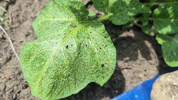 Des feuilles attaquées par des altises