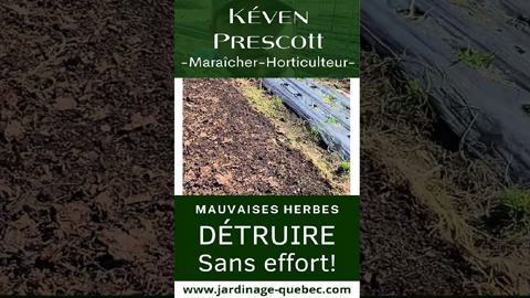 Éliminer mauvaises herbes avec paillis de feuilles et cultiver facilement sans travail intensif