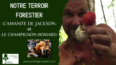 Amanite de Jackson - Champignon Crabe