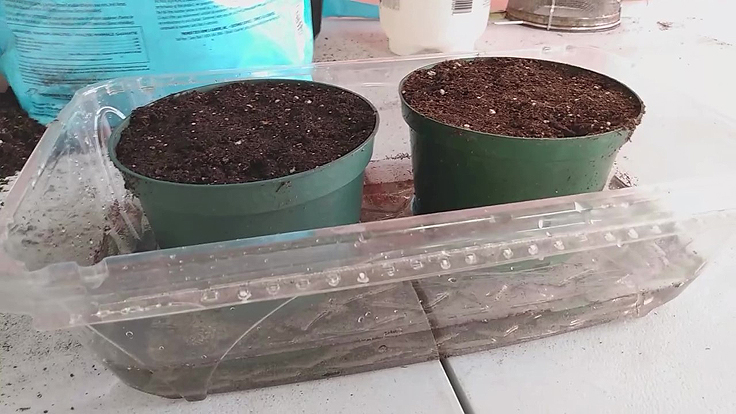 Arrosage par capillarité