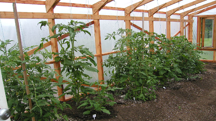 Plate-bande aménagée dans une serre