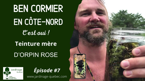 Teinture mère d'Orpin rose