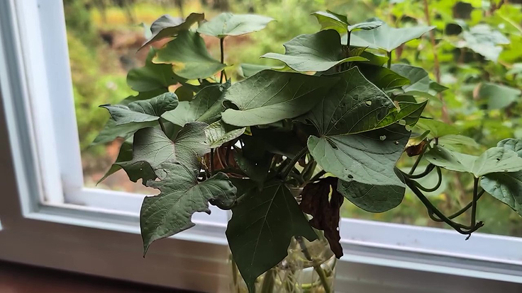 Boutures de Patates douces