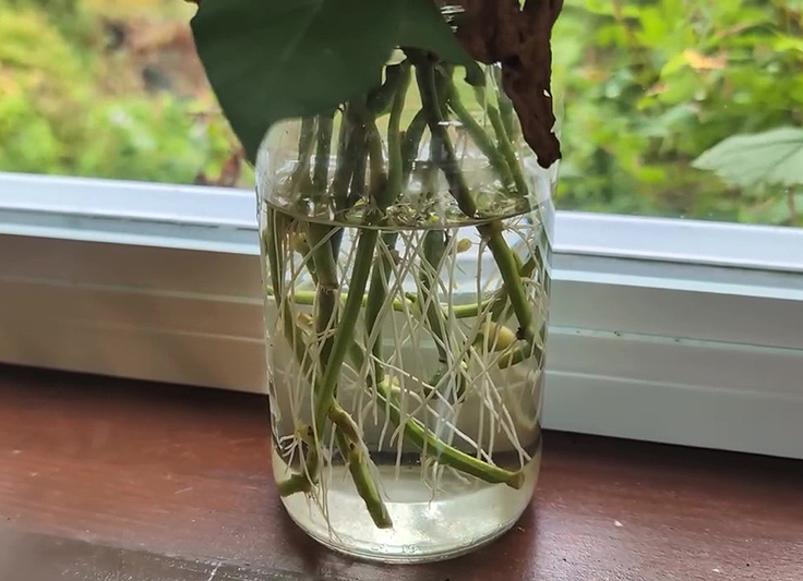 Bouturer des patates douces