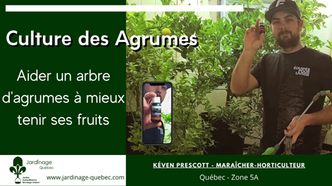 Aider une arbre d'agrumes à mieux tenir ses fruits