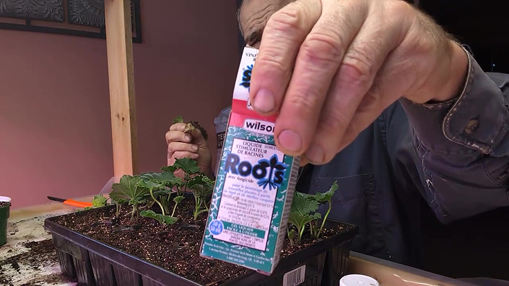 Hormone d'enracinement pour le bouturage des géraniums