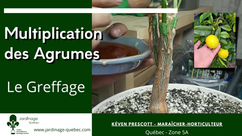 Greffer les agrumes