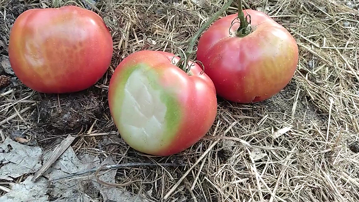 Tomates victimes de brûlures solaires ou coups de soleil