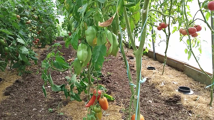 Tomates en serre