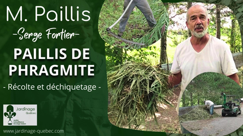 Paillis de phragmite - Récolte et déchiquetage