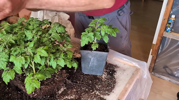 Rempotage des plants une fois le démoulage réalisé