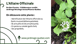 Alliaire officinale