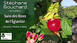 Baie de l'églantier