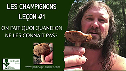 Identifier champignon