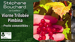 Viorne trilobée