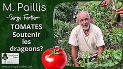 Tomates - Attacher les drageons des plants