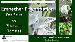 Hybridation des plants de tomates