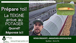 Teigne au jardin potager - Quand installer les filets de protection