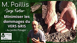Vers gris au jardin potager - Prévenir et minimiser les dommages