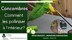 Polliniser les concombres