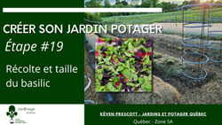 Jardin Potager - Taille du basilic