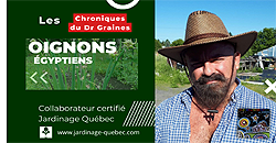 Culture des oignons égyptiens