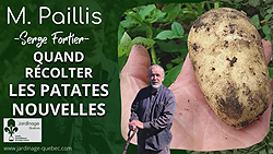 Patates nouvelles sans effort la méthode qui change tout