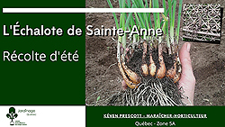 Récolter nettoyer et faire sécher des échalotes