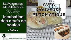 Incubation des œufs de poules en couveuse automatique - Guide