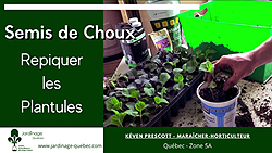 Repiquer des semis de choux