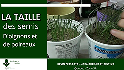 Couper les semis d'oignons et de poireaux