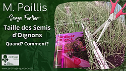 Tailler les semis d'oignons - Quand et comment?
