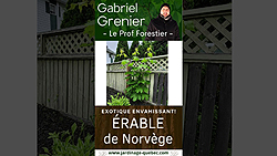 Érable de Norvège - Une menace pour les forêts du Québec
